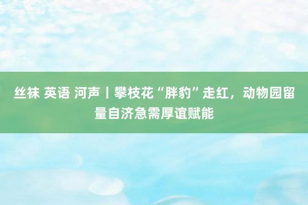 丝袜 英语 河声丨攀枝花“胖豹”走红，动物园留量自济急需厚谊赋能